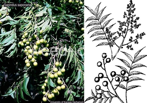 soapberry